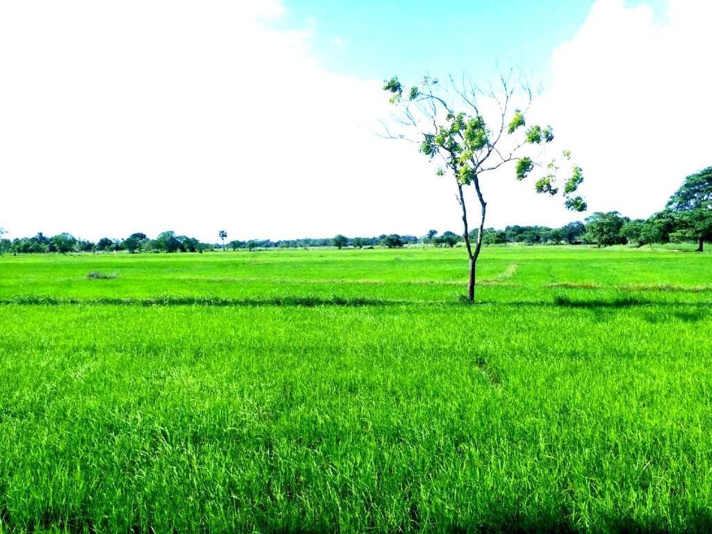 Athyantha Resort Anuradhapura Dış mekan fotoğraf